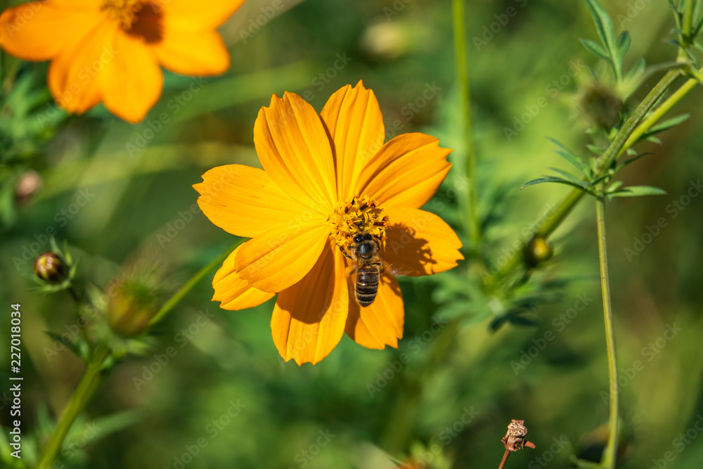 Honeybee on Sulphur Cosmos Flowers Honeybee on Sulphur Cosmos Flowers