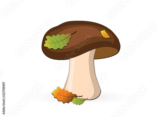 Boletus edulis with oak leaves, isolated on white background. Autumn and organic food.