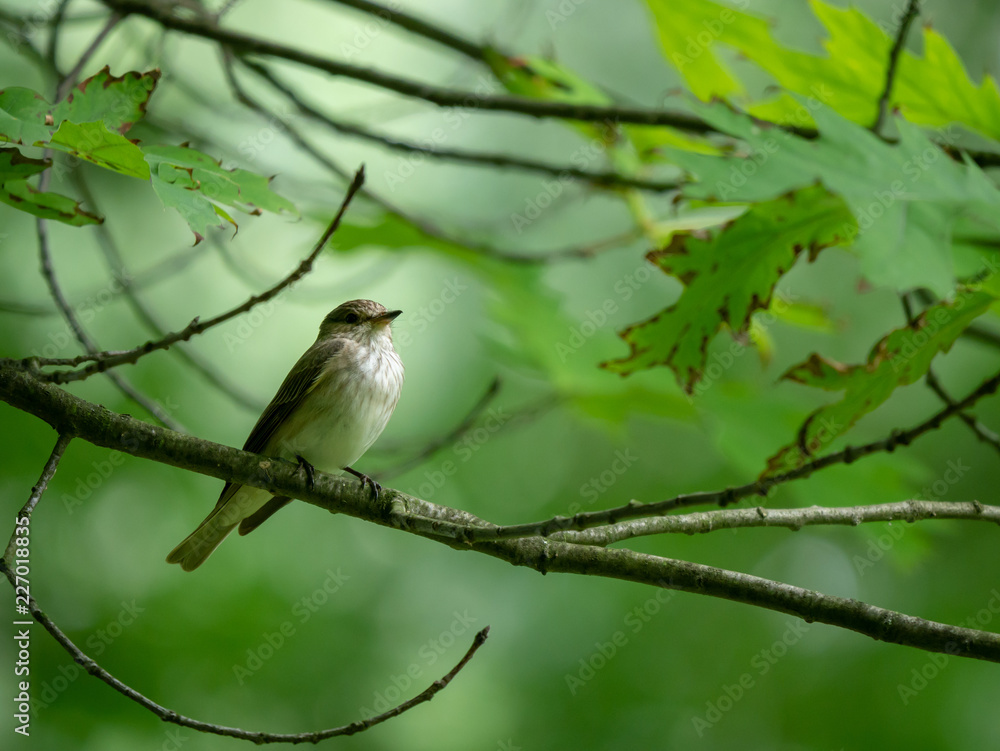 Fototapeta premium Small bird on tree.