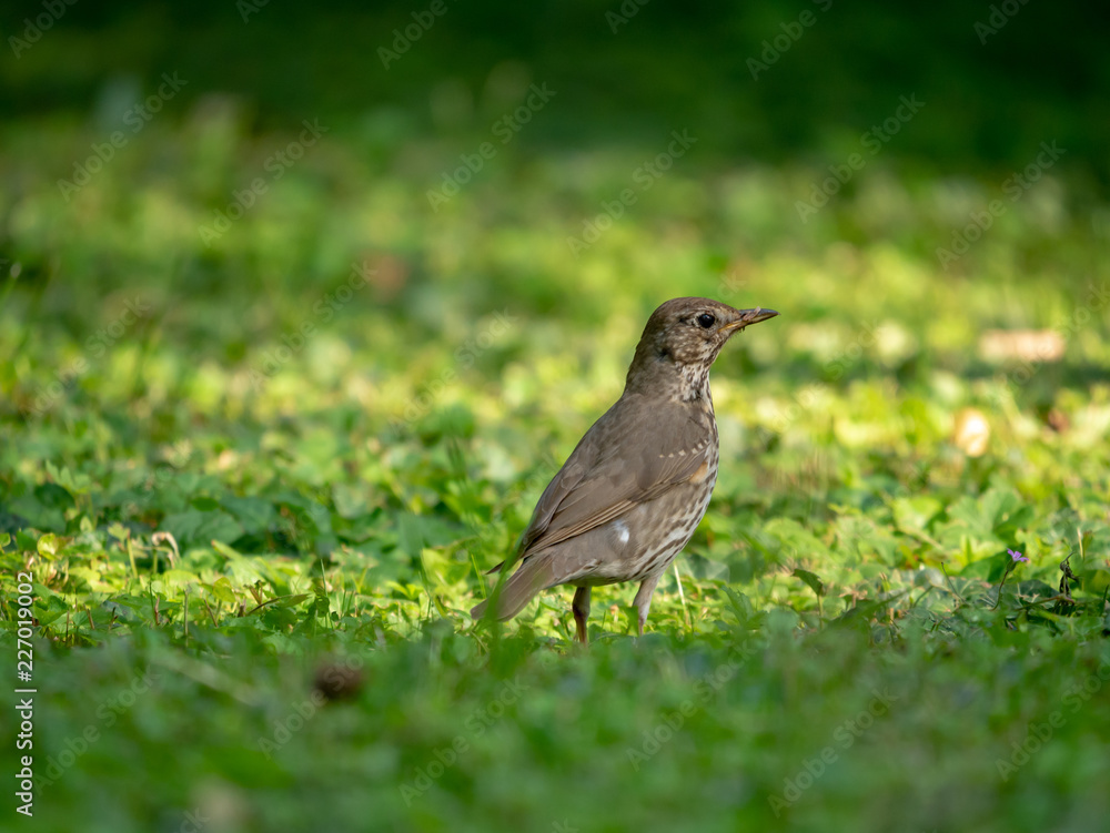 Small Thrush in grass. Thrush in forest. Thrush on the ground. Small Thrush in grass. Thrush in forest. Thrush on the ground.