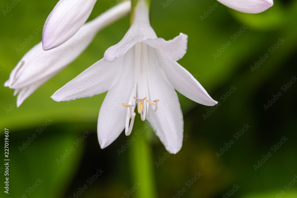 White Hosta Flowers in Bloom White Hosta Flowers in Bloom