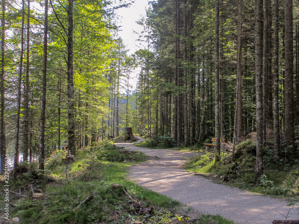 Fototapeta premium VOGLIA DI PERDERSI NEL BOSCO