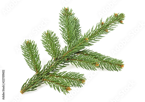 Pine tree branch isolated on white background