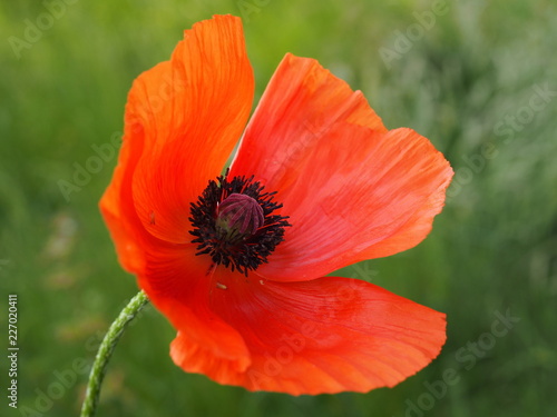 Fototapeta Naklejka Na Ścianę i Meble -  Mohnblume