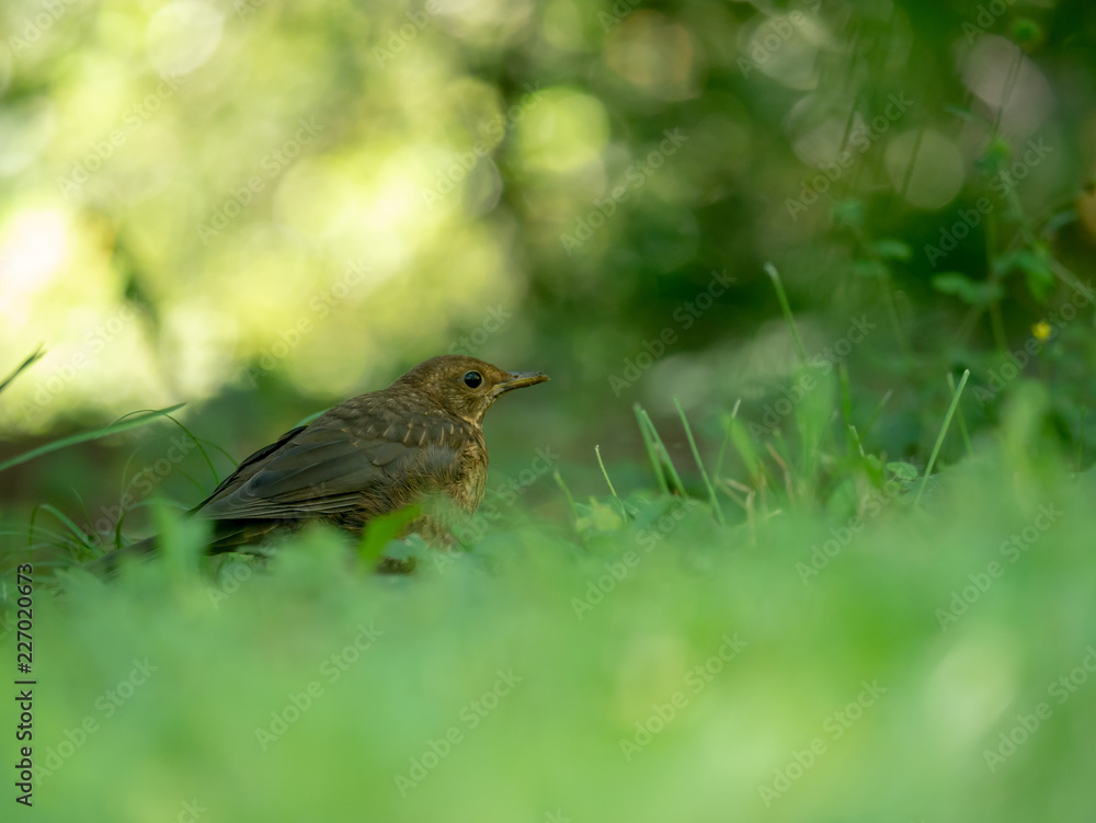 Small Thrush in grass. Thrush in forest. Thrush on the ground. Small Thrush in grass. Thrush in forest. Thrush on the ground.