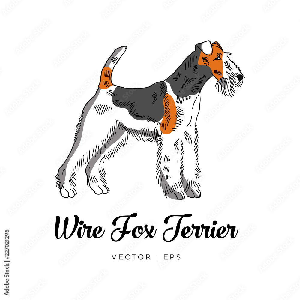 Fotografie Vector editable illustration depicting a Wire Fox Terrier dog