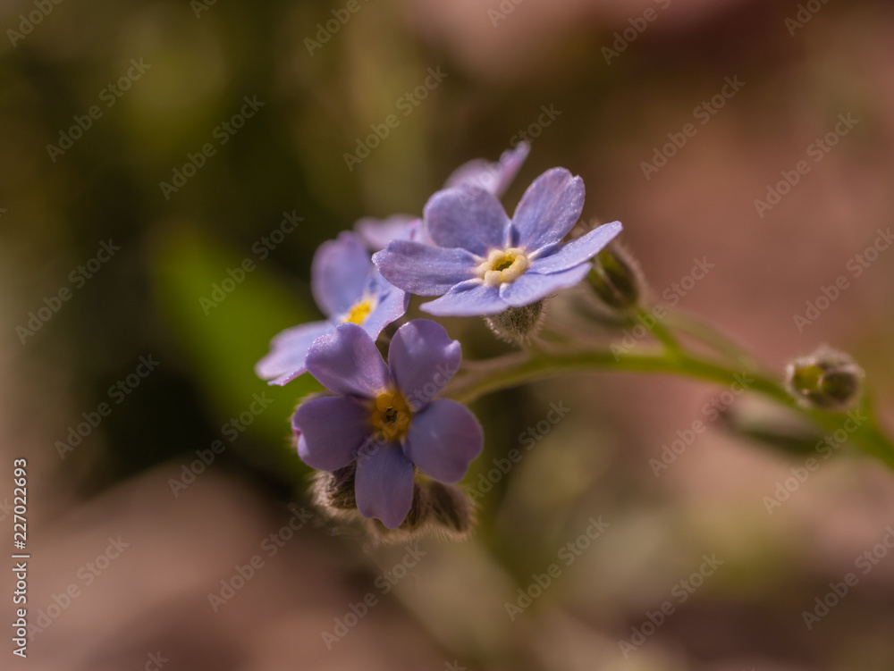 Blue garden flowers. Flowers bloom. Summer garden and blue flowers on macro photography. Blue garden flowers. Flowers bloom. Summer garden and blue flowers on macro photography.