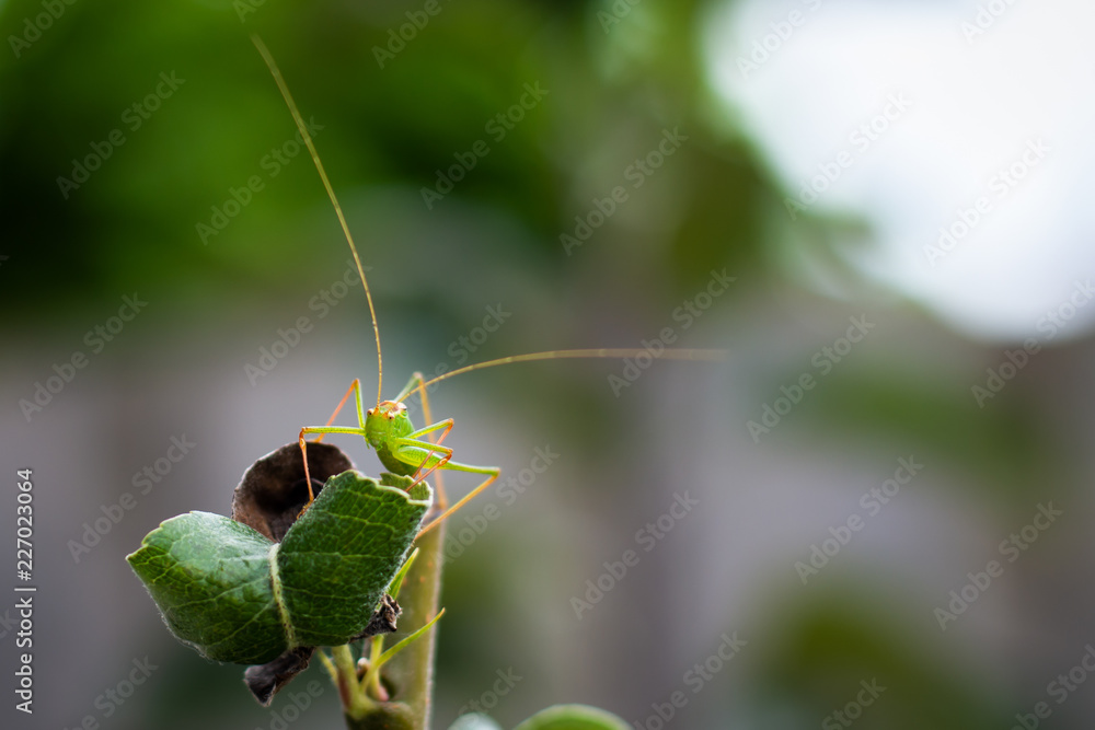 Cricket animal climbs on leaf Cricket animal climbs on leaf
