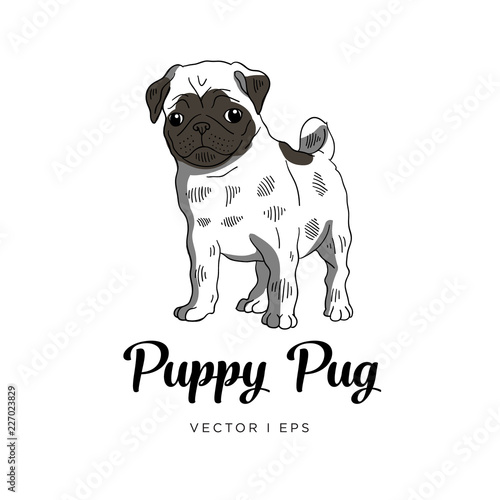 Vector editable colorful sketch of a Pug puppy dog. Isolated on a white background.