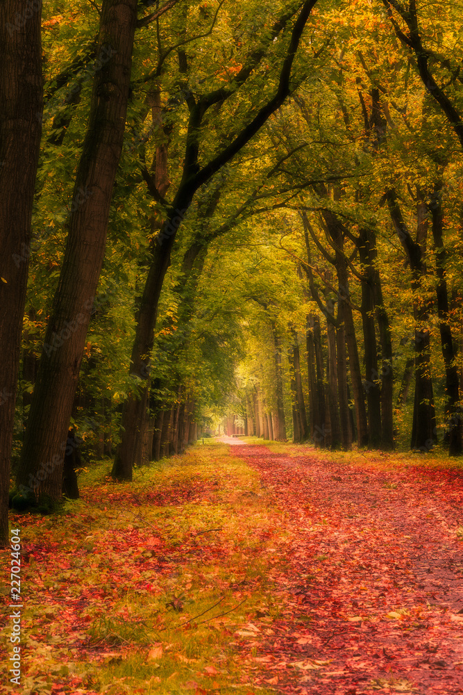 Fototapeta premium Forrest in fall time