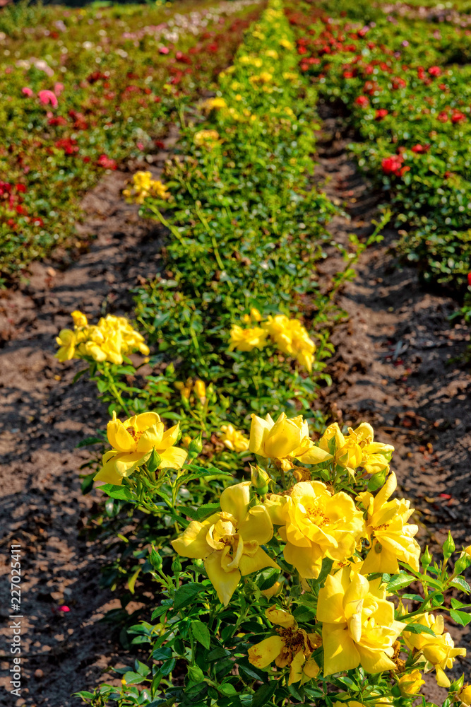 a beautiful and colorful and fragrant rose field a beautiful and colorful and fragrant rose field
