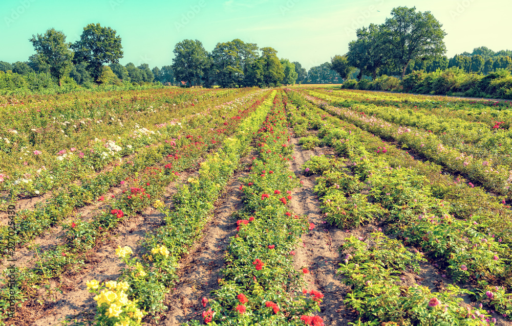 a beautiful and colorful and fragrant rose field a beautiful and colorful and fragrant rose field
