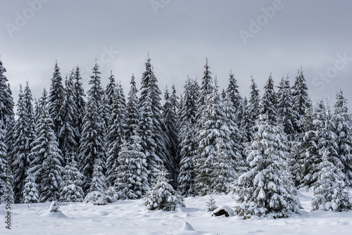 Winter wonderland forest