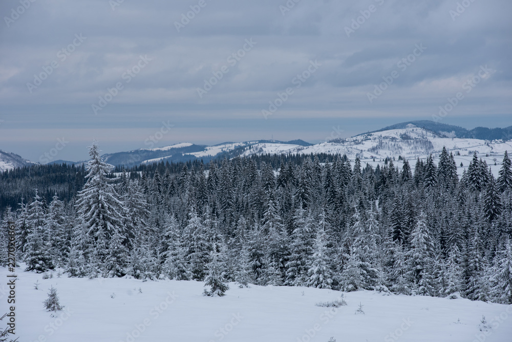 Snowy fir trees at winter Snowy fir trees at winter