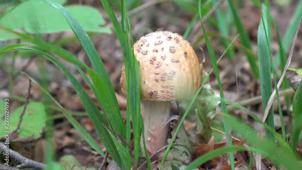 Mushroom in the forest. Autumn, mushrooms, toadstool. Mushroom in the forest. Autumn, mushrooms, toadstool.