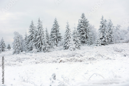 Winter pine trees, Christmas concept © salajean