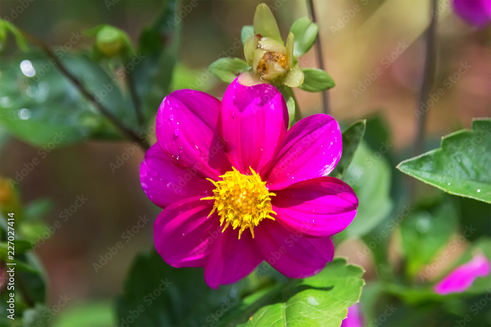 Beautiful pink dahlia in the garden. Beautiful pink dahlia in the garden.