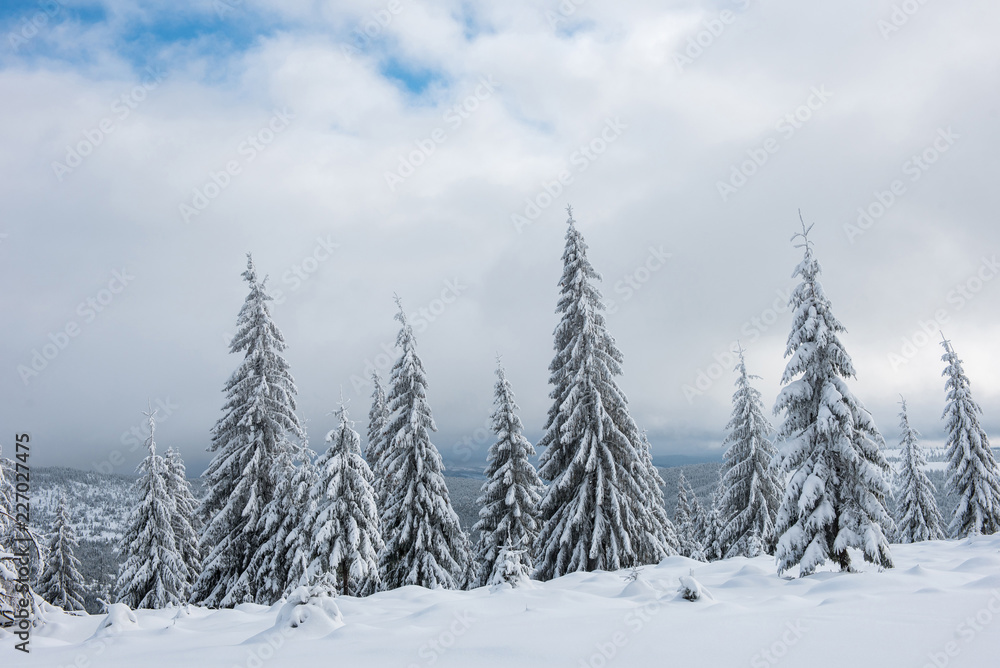 Obraz premium Winter landscape with snow on trees