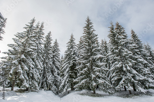 Fairy winter landscape with fir trees