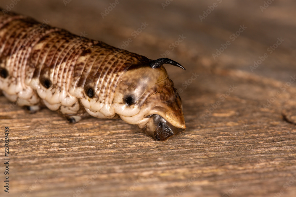 Chenille du sphinx du liseron (Agrius convolvuli) Chenille du sphinx du liseron (Agrius convolvuli)