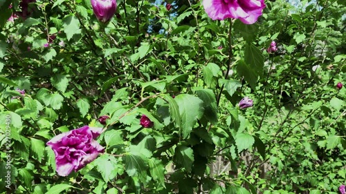 Get upclose & personal with a Rose of Sharon bush with beautiful green leaves and vibrant pink flowers. photo