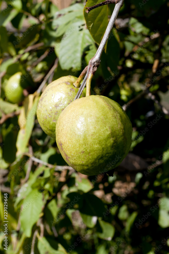 Obraz premium グァバ