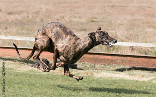 Galgo, Greyhound at racing