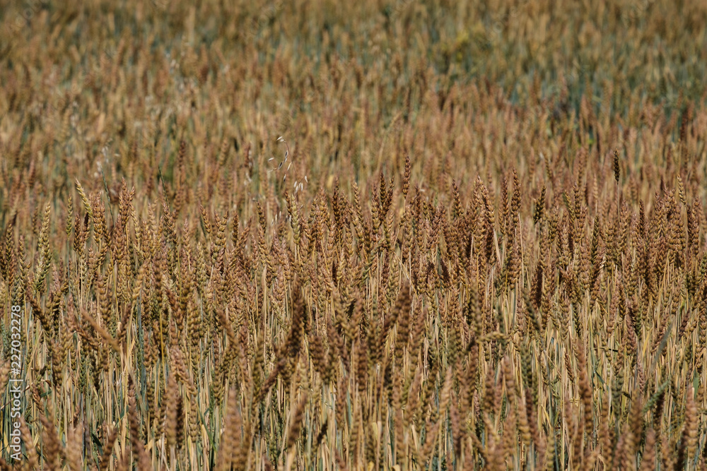 Fototapeta premium field of ripe wheat, ripe grain grown for harvest
