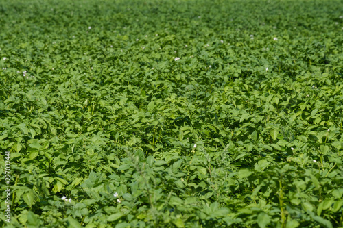 the green shoots of potatoes on a large field, will sing the potato crop a lot of shoots
