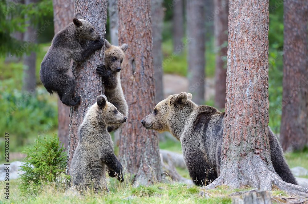 Fototapeta premium Peligro