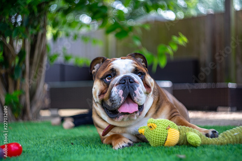 Obraz na płótnie Bulldog bokeh