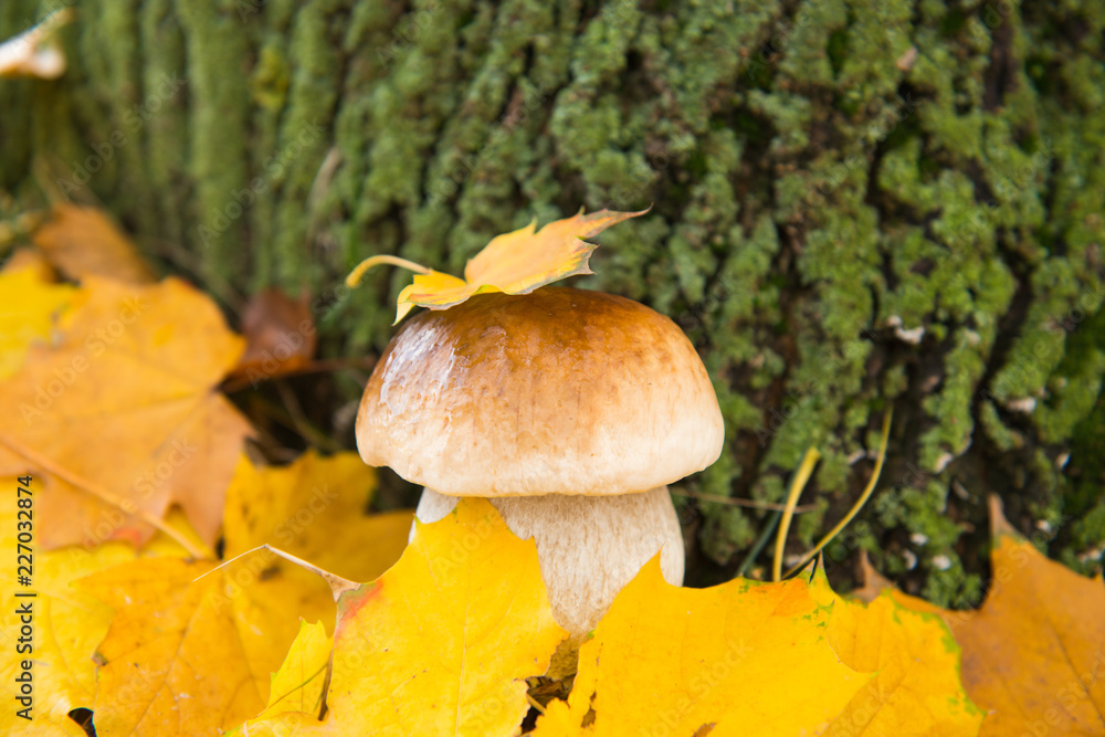 white mushroom in autumn leaves white mushroom in autumn leaves
