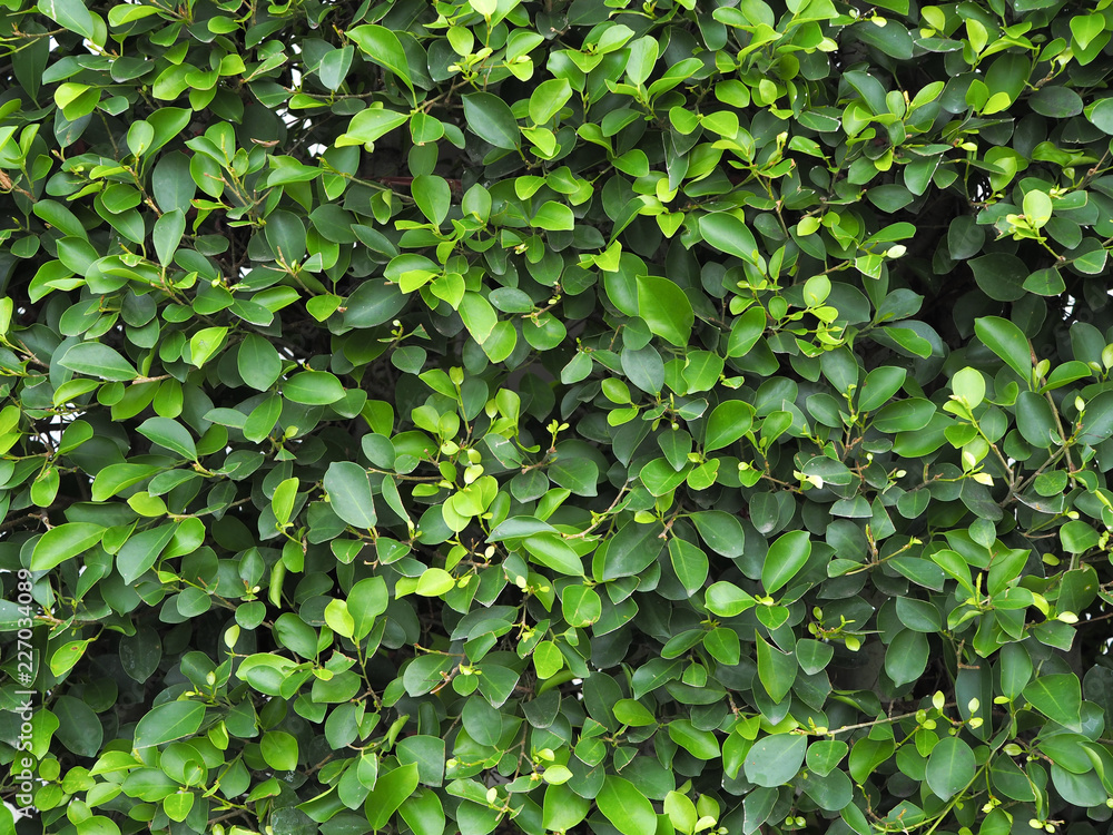 Background of Siamese rough bush