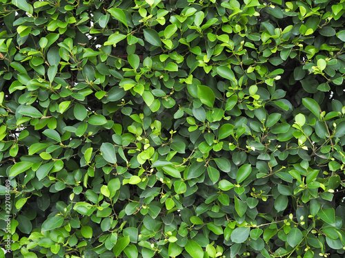 Background of Siamese rough bush photo