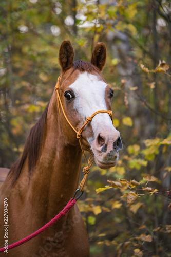 portrait of a horse in autumn © smile262