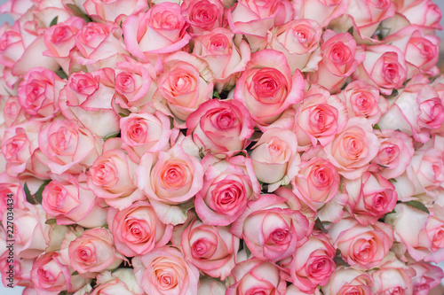rose, pink, flower, bouquet, roses, flowers, love, nature, wedding, isolated, white, bunch, gift, valentine, floral, beautiful, petal, beauty, blossom, red, romance, anniversary, birthday, romantic, g