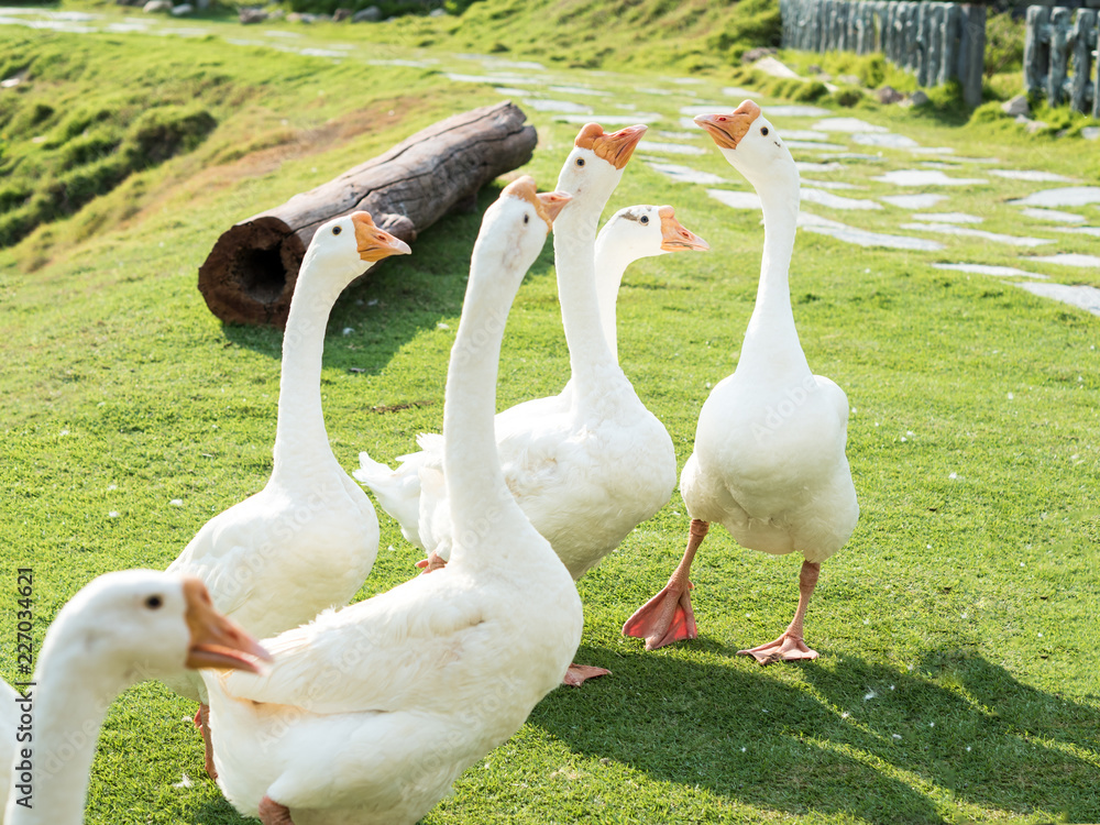 Obraz premium White geese