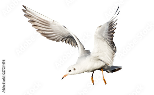 young flying gull isolated on white