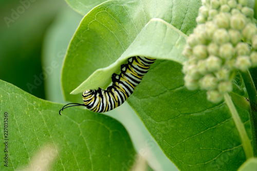 Monarch Caterpillar on Milkweed Leaves photo