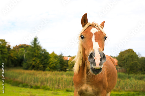 Portrait of the red foal on the meadow