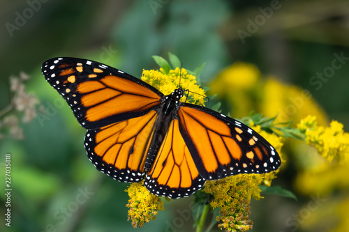 Monarch Butterfly on Goldenrod Flowers
