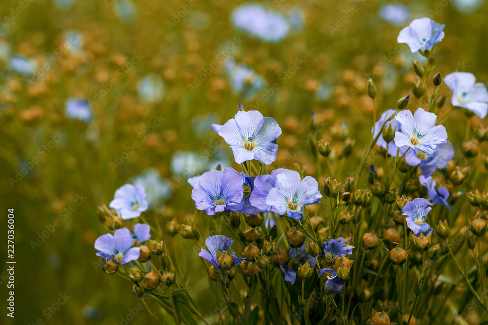 Bright delicate blue flower of ornamental flower of flax and its shoot against complex background. Flowers of decorative flax. Agricultural field of flax technical culture in stage of active flowering - obrazy, fototapety, plakaty 