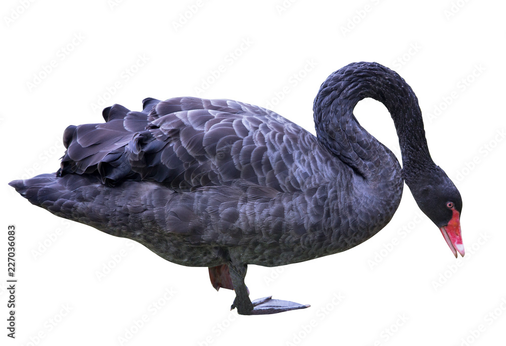 Obraz premium black swan standing on one leg