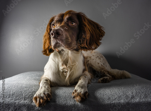 Obraz na płótnie Springer Spaniel