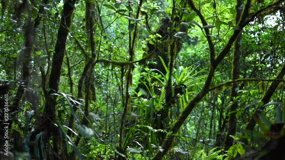 Tillandsias and tropical vegetation in rainforest Tillandsias and tropical vegetation in rainforest