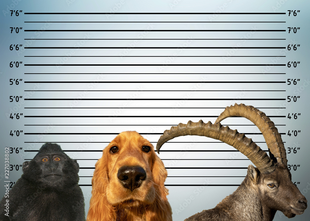 police mugshot line up of animals dog monkey steinbock deer Stock Photo |  Adobe Stock