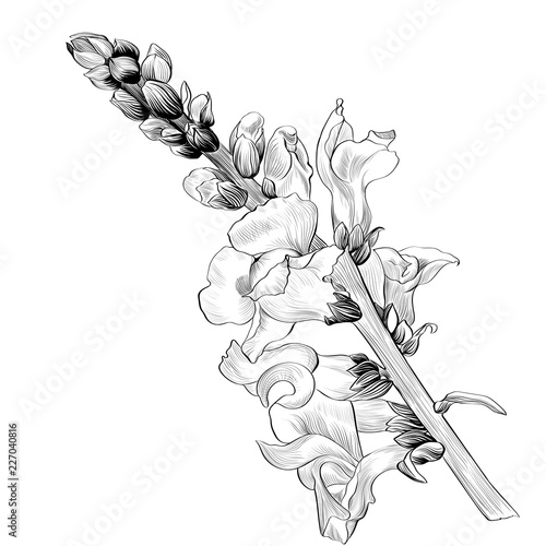 Vector illustration. A branch with flowers and buds on a white background. Medicinal, perfume and cosmetic plants. Antirrhinum-garden flowers. Use printed materials, signs, posters, postcards.