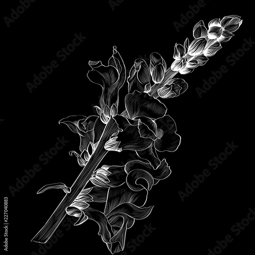 Vector illustration. Antirrhinum. A branch with flowers and buds on a black background. Medicinal, perfume and cosmetic plants. Wallpaper. Garden flowers. 