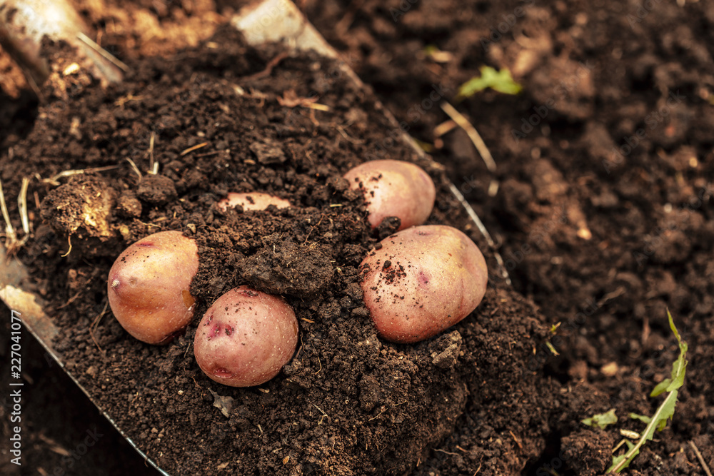 potato field vegetable with tubers in soil dirt surface background potato field vegetable with tubers in soil dirt surface background