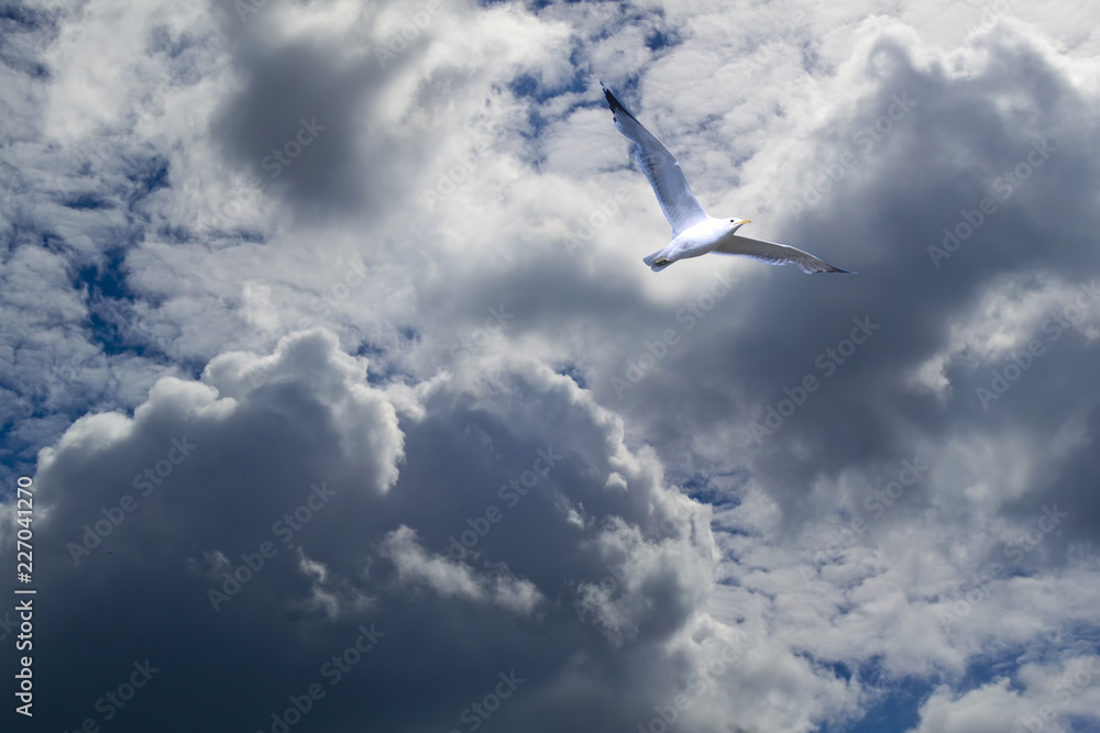 Fototapeta premium Bird in the stormy sky